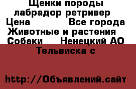 Щенки породы лабрадор ретривер › Цена ­ 8 000 - Все города Животные и растения » Собаки   . Ненецкий АО,Тельвиска с.